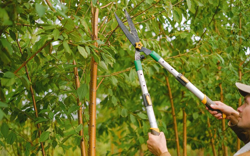 Tree trimming in Wanakena, NY