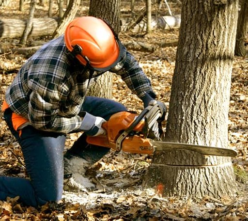 Tree Removal in Wanakena, NY